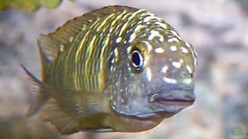 Besatz im Aquarium Becken 853 von Wolfgang Fischer (11)