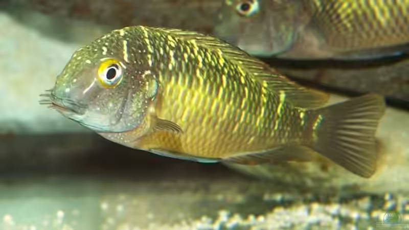 Besatz im Aquarium Becken 853 von Wolfgang Fischer (12)