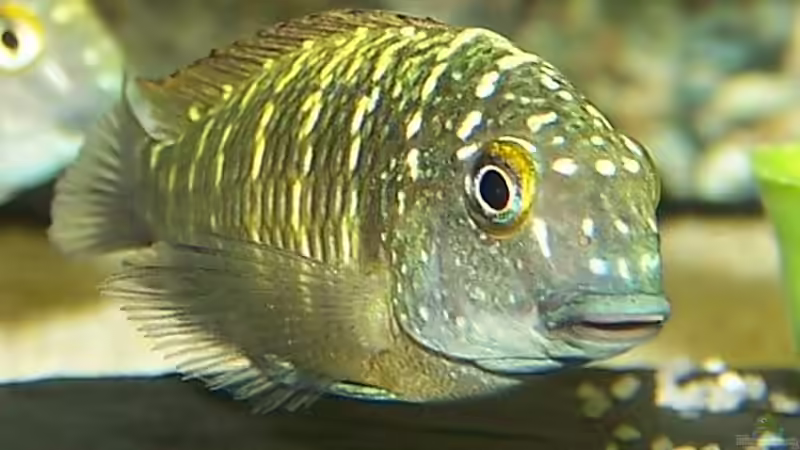 Besatz im Aquarium Becken 853 von Wolfgang Fischer (13)