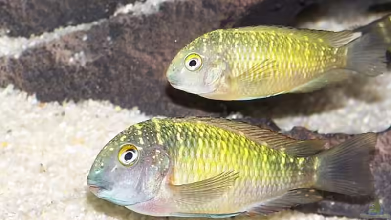 Besatz im Aquarium Becken 853 von Wolfgang Fischer (6)