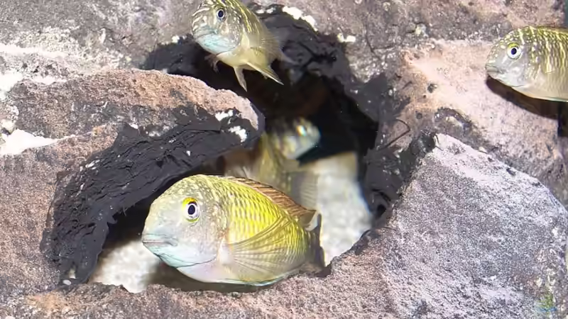 Besatz im Aquarium Becken 853 von Wolfgang Fischer (7)