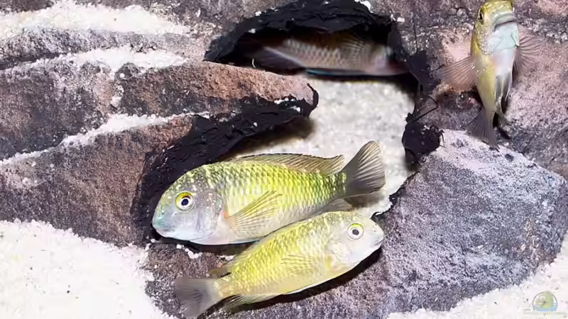 Besatz im Aquarium Becken 853 von Wolfgang Fischer (9)