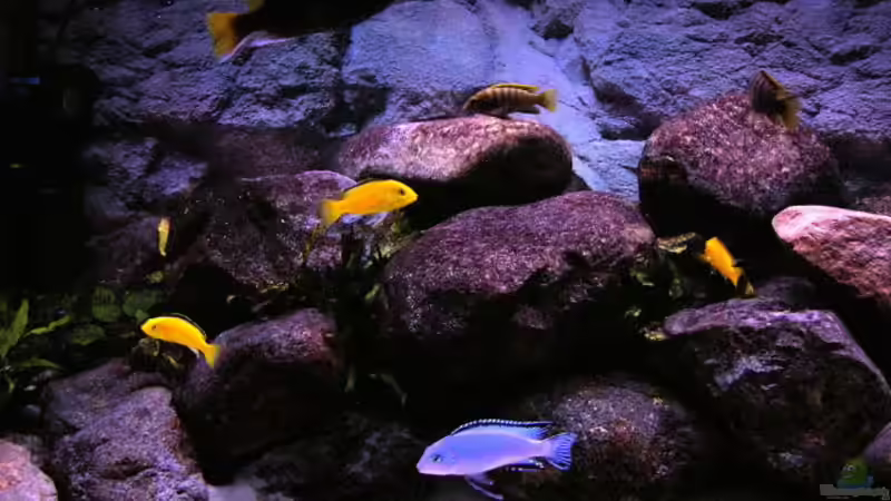 Besatz im Aquarium Becken 854 von Tobias Hübner (3)