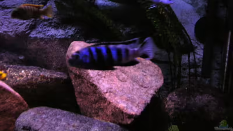 Besatz im Aquarium Becken 854 von Tobias Hübner (5)