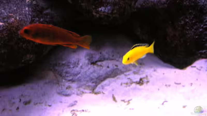 Besatz im Aquarium Becken 854 von Tobias Hübner (6)