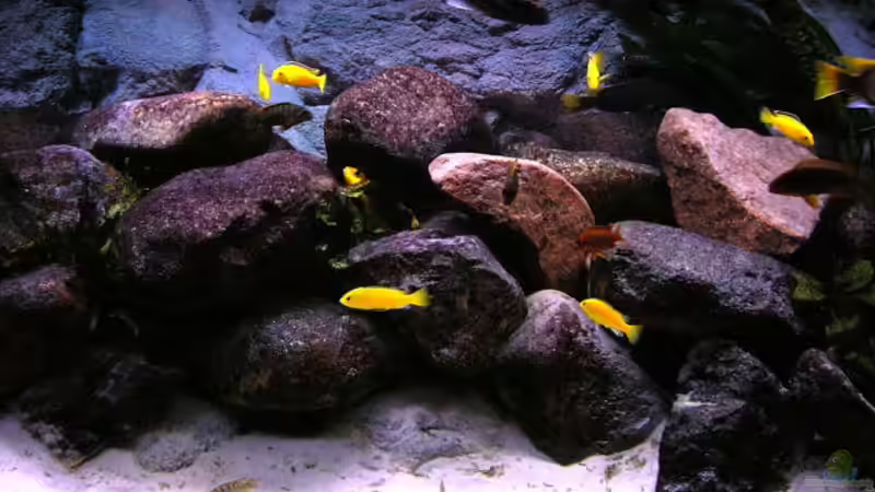 Besatz im Aquarium Becken 854 von Tobias Hübner (7)