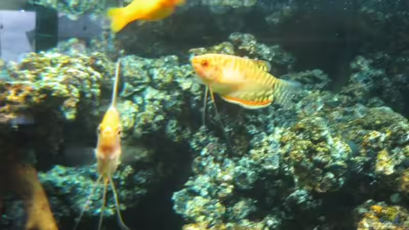 Besatz im Aquarium Becken 8554 von Daniel Schmitz (3)
