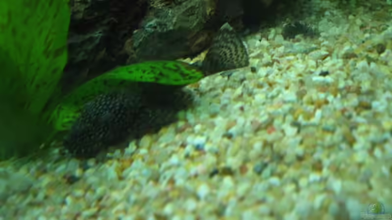 Besatz im Aquarium Becken 8554 von Daniel Schmitz (4)