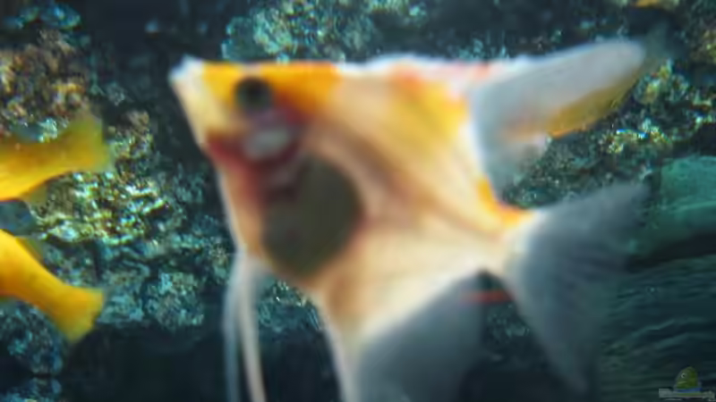 Besatz im Aquarium Becken 8554 von Daniel Schmitz (5)