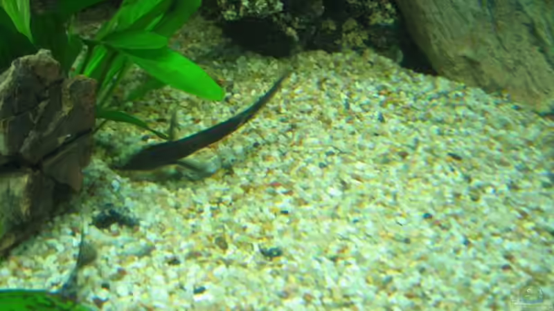 Besatz im Aquarium Becken 8554 von Daniel Schmitz (6)