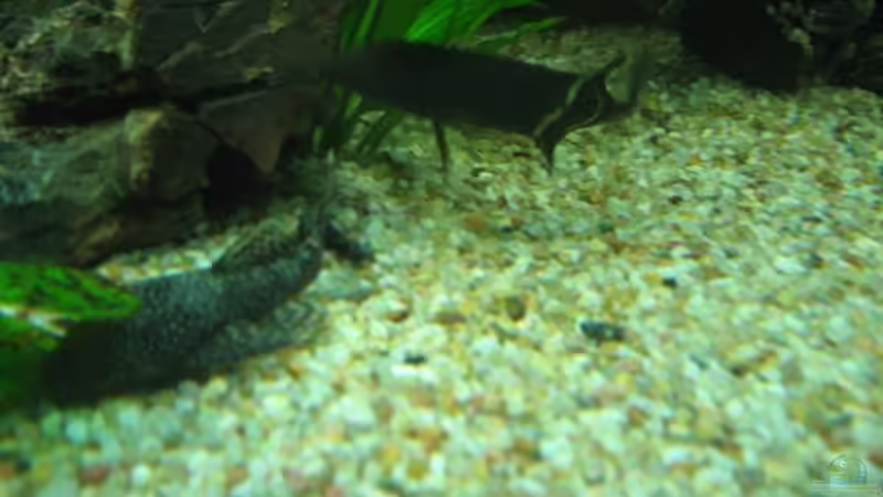 Besatz im Aquarium Becken 8554 von Daniel Schmitz (7)