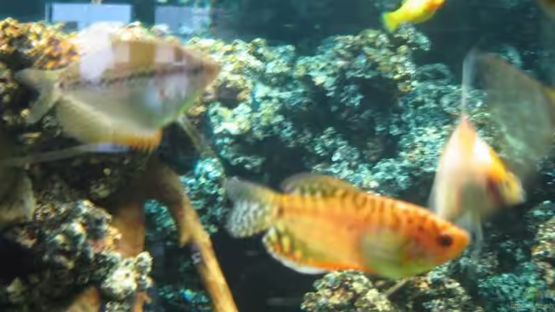 Besatz im Aquarium Becken 8554 von Daniel Schmitz (8)