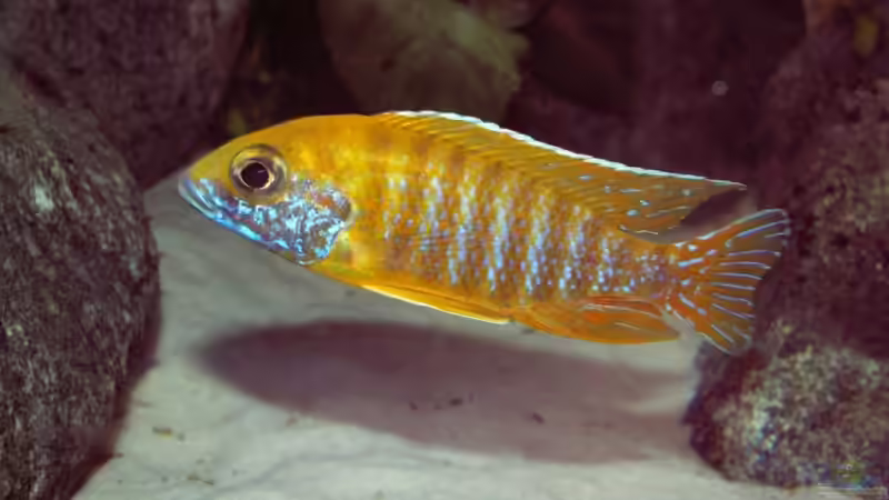 Besatz im Aquarium Becken 856 von wede1980 (13)