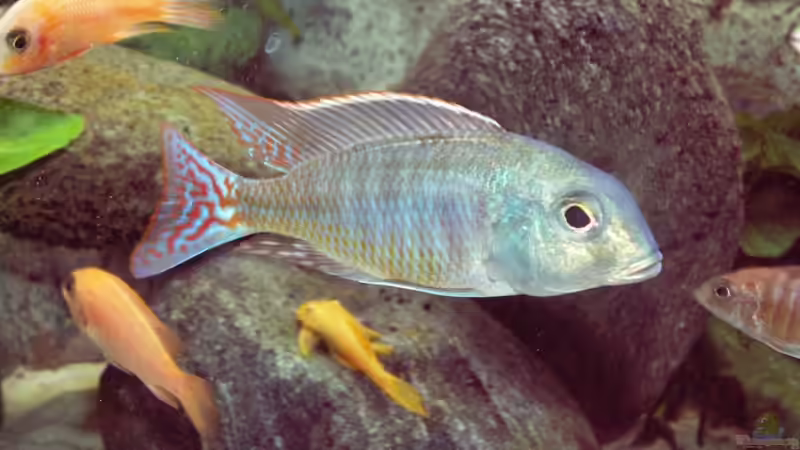 Besatz im Aquarium Becken 856 von wede1980 (14)