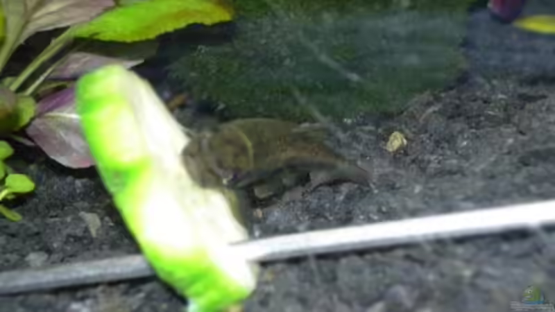 Besatz im Aquarium Becken 8561 von Sado-Uwe (36)