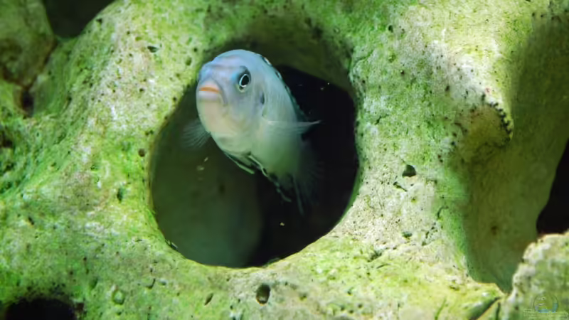 Besatz im Aquarium Becken 8562 von Leslie (10)