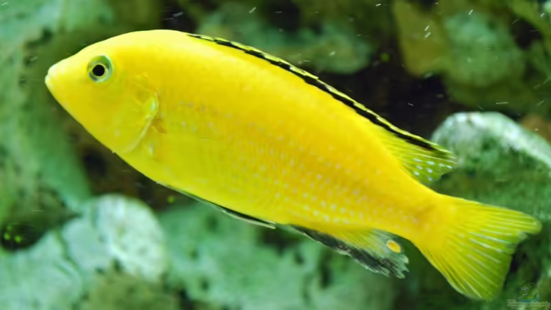 Besatz im Aquarium Becken 8562 von Leslie (11)