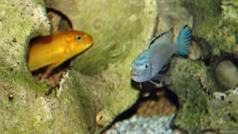 Besatz im Aquarium Becken 8562 von Leslie (13)