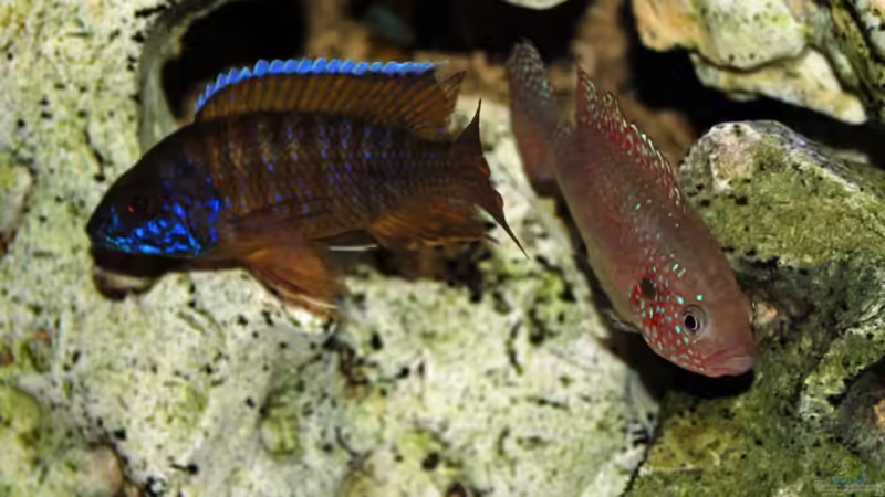 Besatz im Aquarium Becken 8562 von Leslie (14)