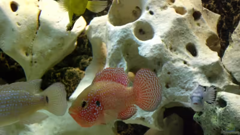 Besatz im Aquarium Becken 8562 von Leslie (15)