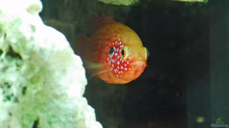 Besatz im Aquarium Becken 8562 von Leslie (16)