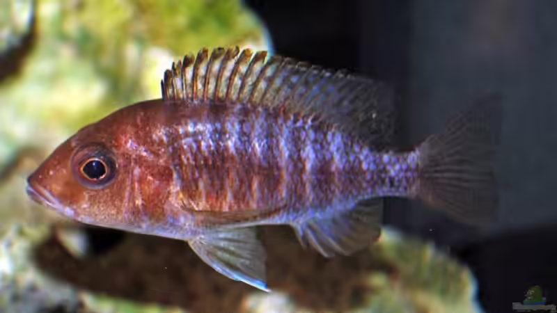 Besatz im Aquarium Becken 8562 von Leslie (8)