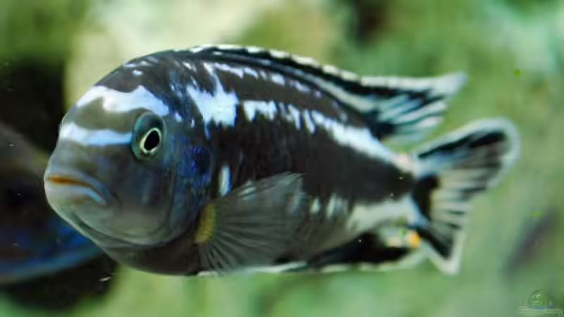 Besatz im Aquarium Becken 8562 von Leslie (9)