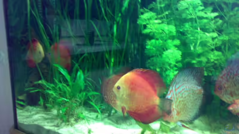 Besatz im Aquarium Becken 8574 von Sylvia Hoffmann (22)