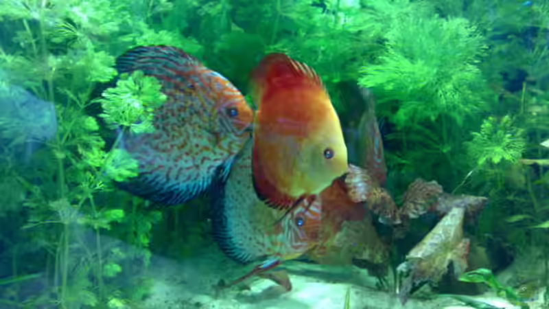 Besatz im Aquarium Becken 8574 von Sylvia Hoffmann (24)