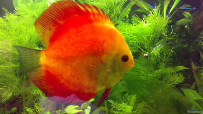 Besatz im Aquarium Becken 8574 von Sylvia Hoffmann (28)