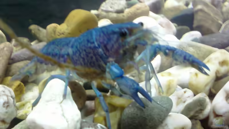 Besatz im Aquarium Becken 8575 von Manfred Hütten (6)