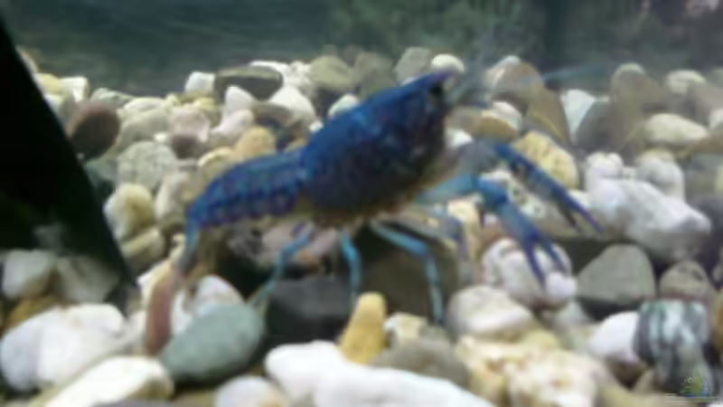 Besatz im Aquarium Becken 8575 von Manfred Hütten (7)