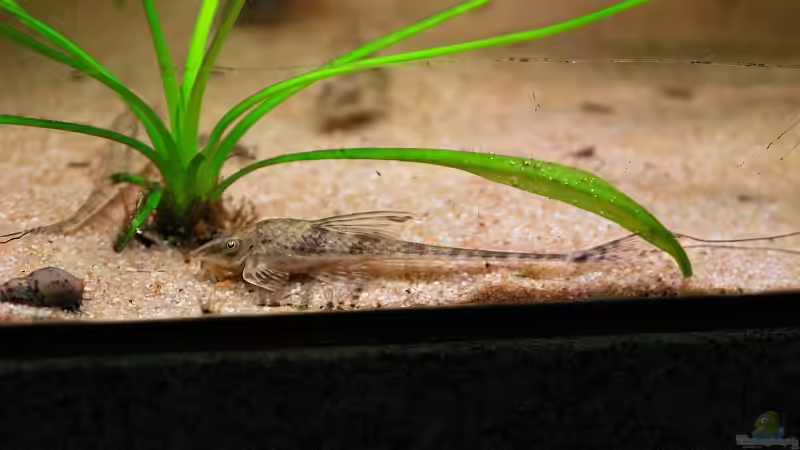 Besatz im Aquarium Becken 8583 von WSS (37)