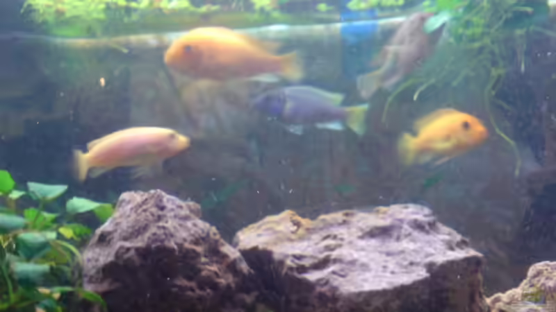 Besatz im Aquarium Becken 8591 von Ronny Eisenberg (9)