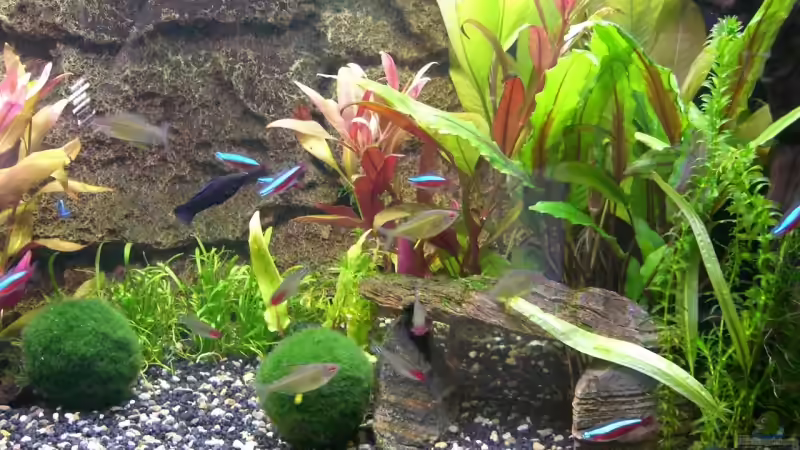 Besatz im Aquarium Becken 8596 von Thorsten A. (7)