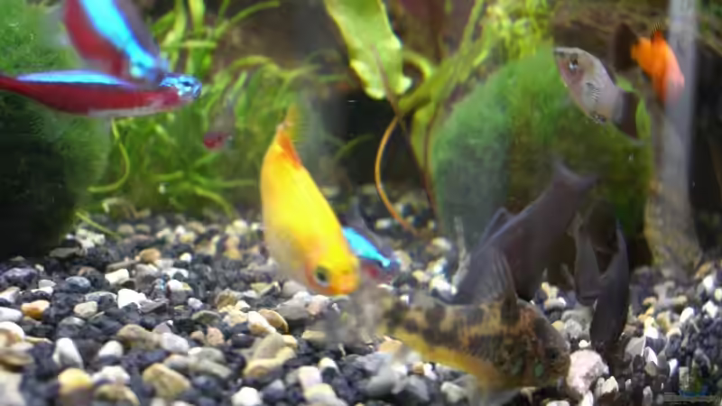 Besatz im Aquarium Becken 8596 von Thorsten A. (9)