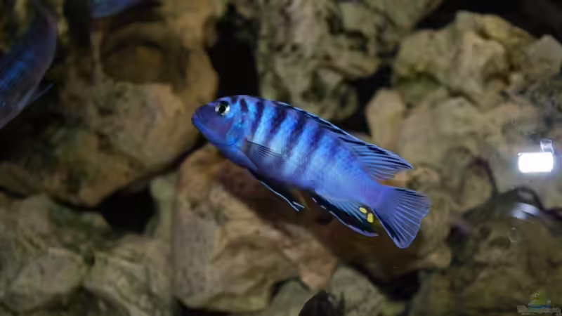 Besatz im Aquarium Becken 8608 von Dustin R. (10)