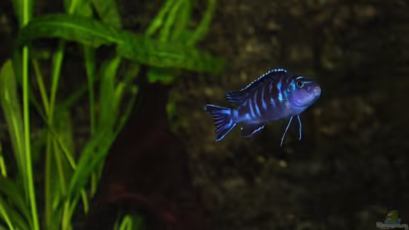 Besatz im Aquarium Becken 8608 von Dustin R. (4)