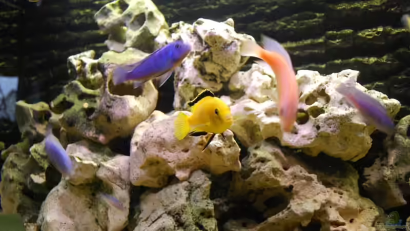 Besatz im Aquarium Becken 8608 von Dustin R. (5)