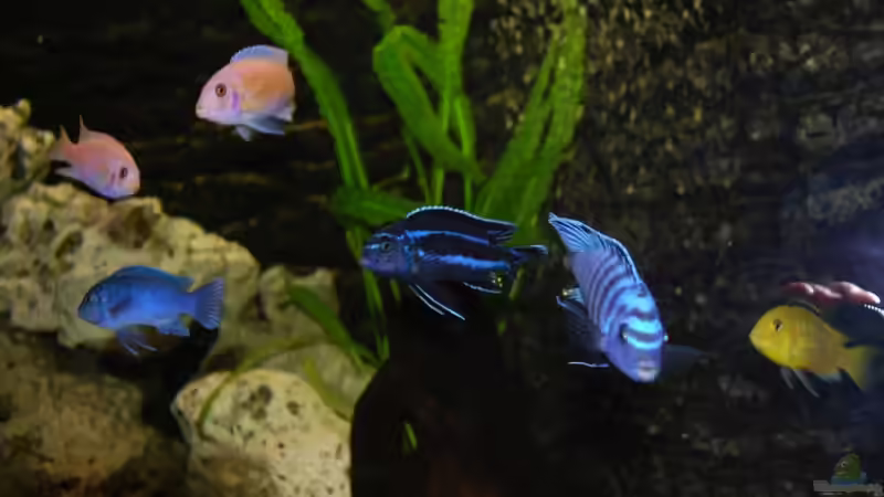 Besatz im Aquarium Becken 8608 von Dustin R. (6)