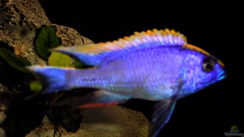 Besatz im Aquarium Becken 8631 von Henning Sayer (6)