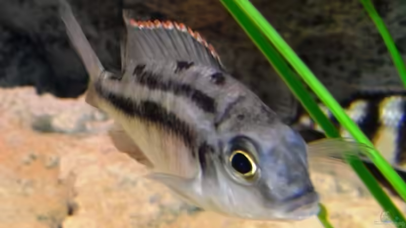 Besatz im Aquarium Becken 8662 von Jürgen Nagl (12)