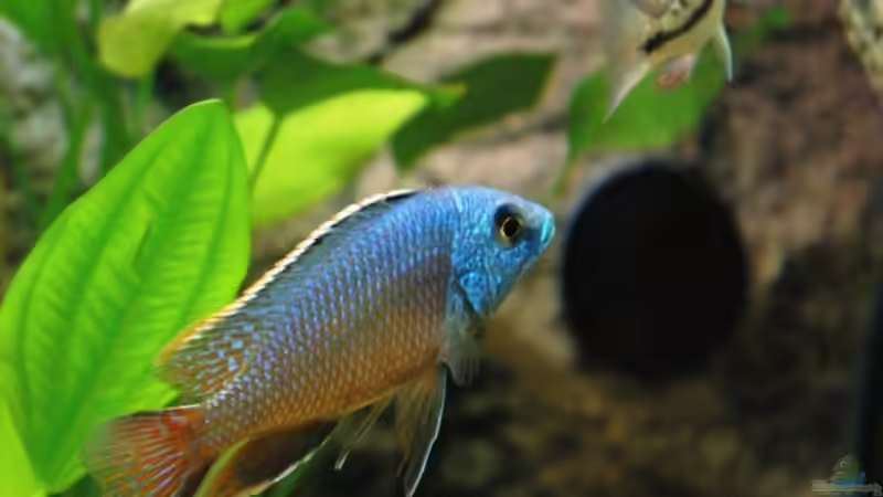 Besatz im Aquarium Becken 8662 von Jürgen Nagl (13)