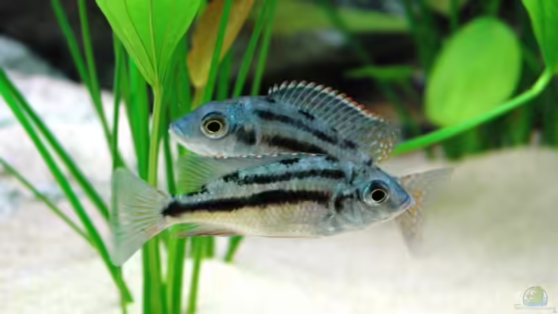 Besatz im Aquarium Becken 8662 von Jürgen Nagl (15)