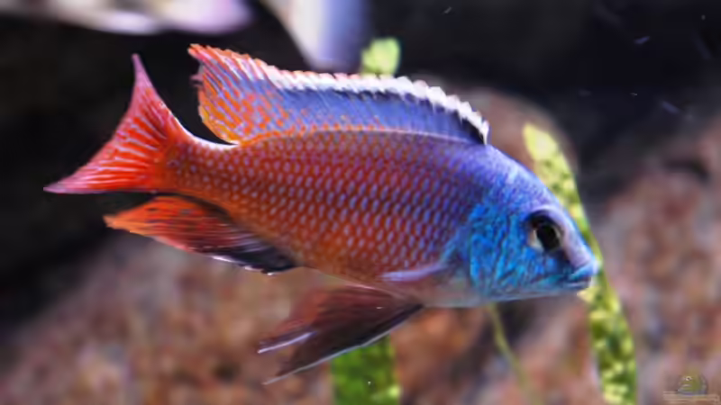 Besatz im Aquarium Becken 8662 von Jürgen Nagl (18)