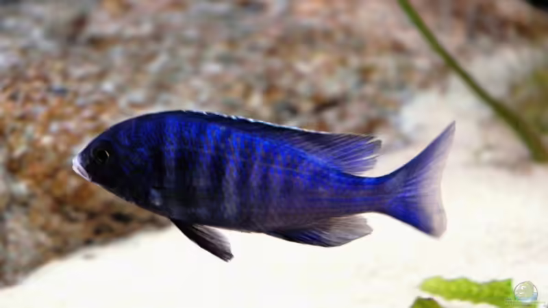 Besatz im Aquarium Becken 8662 von Jürgen Nagl (19)