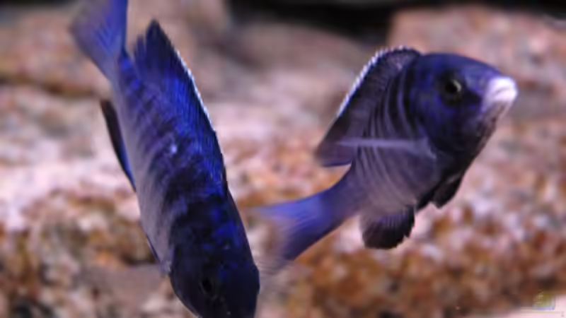 Besatz im Aquarium Becken 8662 von Jürgen Nagl (20)