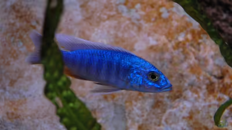 Besatz im Aquarium Becken 8662 von Jürgen Nagl (21)