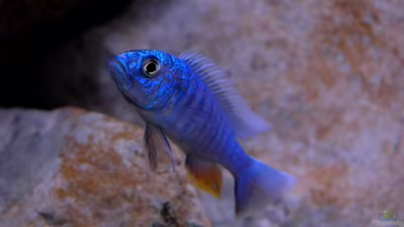 Besatz im Aquarium Becken 8662 von Jürgen Nagl (22)
