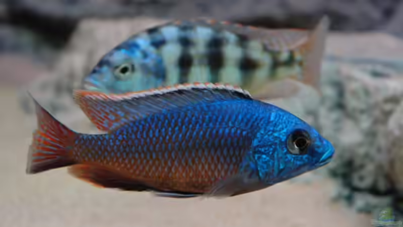 Besatz im Aquarium Becken 8662 von Jürgen Nagl (23)